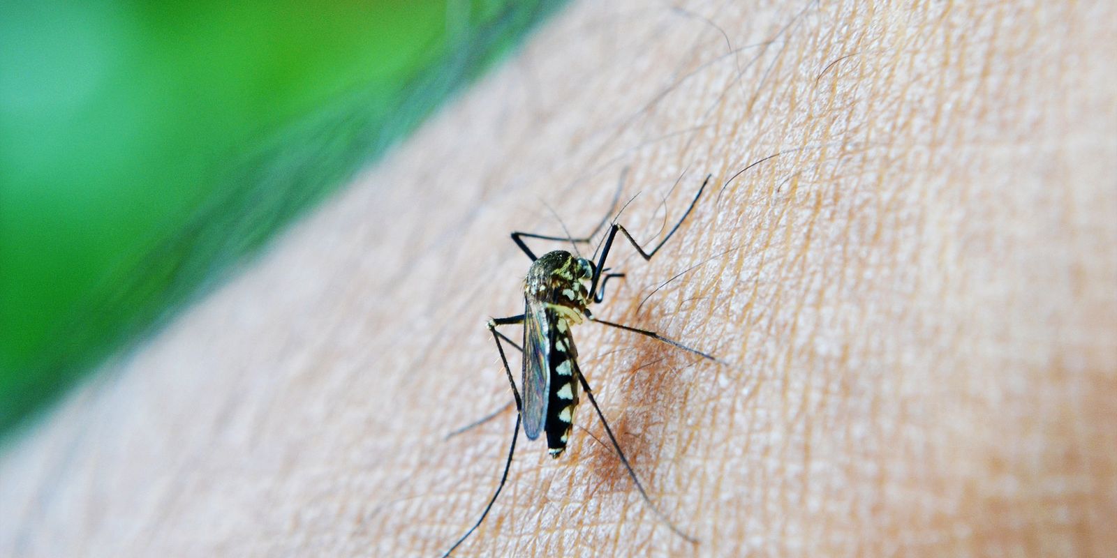 Febre amarela: São Paulo confirma 5ª morte em 2026; alerta sobre vacinação se estende a Goiás