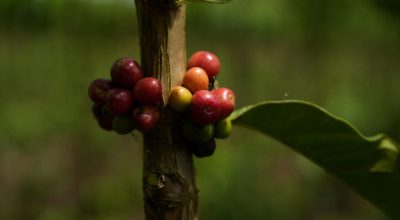 Bagas de café crescem em uma plantação em São Gabriel da Palha, no Estado do Espírito Santo