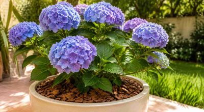 7-formas-de-manter-a-hortensia-bonita-por-mais-tempo