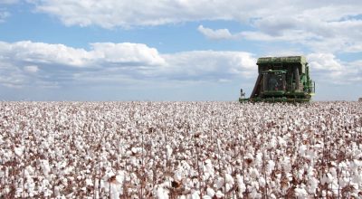 Associacao-Brasileira-dos-Produtores-de-Algodao-Abrapa-producao-para-a-safra-colheita-de-algodao