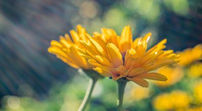 Calendula