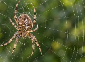 Como-as-aranhas-nao-ficam-presas-na-propria-teia