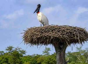 Como e por que o tuiuiú constrói os maiores ninhos de aves no Pantanal