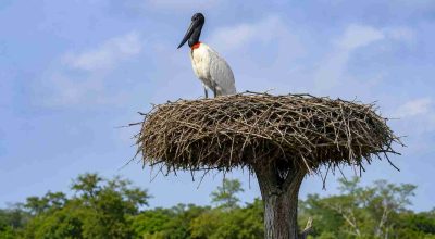 Como e por que o tuiuiú constrói os maiores ninhos de aves no Pantanal