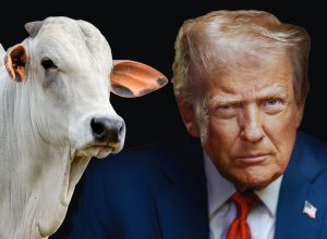 EUA-donald-trump-e-as-taxas-ao-brasil-pecuaria-brasileira-touro-nelore
