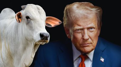 EUA-donald-trump-e-as-taxas-ao-brasil-pecuaria-brasileira-touro-nelore