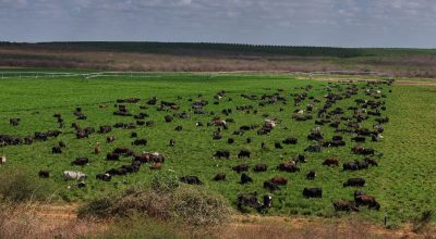 Fazenda-Vale-do-Castanhao-RCS-Agronegocio-Agencia-Berrante-1