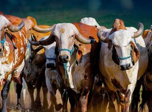 Gir-Leiteiro-Fazendas-do-Basajpg