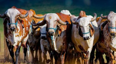 Gir-Leiteiro-Fazendas-do-Basajpg