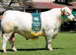Grande-Campeao-Nacional-do-Charoles-Taruma-JHBD-2450-Oliver