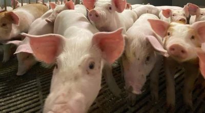 Suinocultura-tem-novas-regras-de-bem-estar-animal
