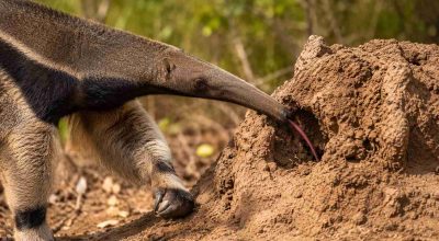 Tamandua-bandeira-enfiando-a-lingua-dentro-de-um-formigueiro