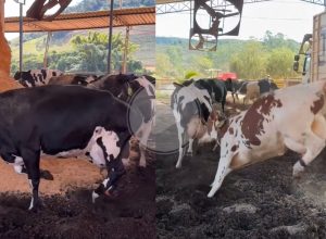 Compre Rural