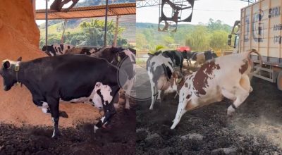 Compre Rural