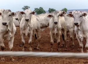 Mercado do boi gordo pode virar no fim de 2026; Entenda por quê