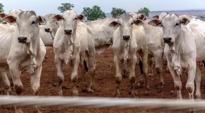 Mercado do boi gordo pode virar no fim de 2026; Entenda por quê