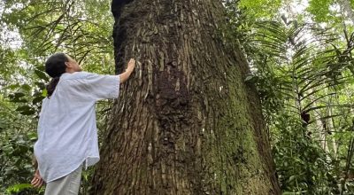 castanheira-anavilhanas-pouso-das-castanheiras-