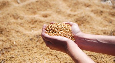 ikoicOrg-soybean-1831703_1920