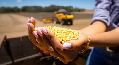 mao-feminina-mulher-com-graos-de-soja-na-mao-colheita-de-soja-fotao-dia-da-agricultura