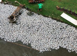 morte-de-tilapias-no-Parana