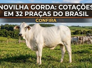 novilha-gorda