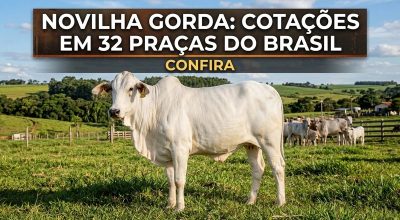 novilha-gorda