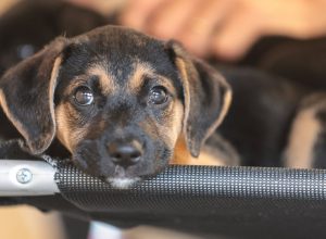 © Paulo Pinto/Agência Brasil