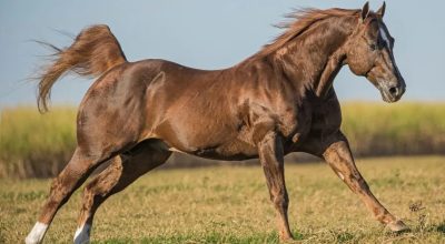 raca-de-cavalo-mais-usada-do-mundo
