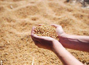 soybean-1831703_1920