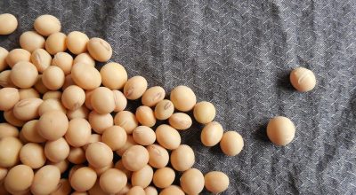 soybeans-182295_1280