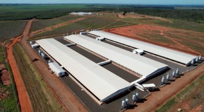 suinocultura-mato-grosso-do-sul