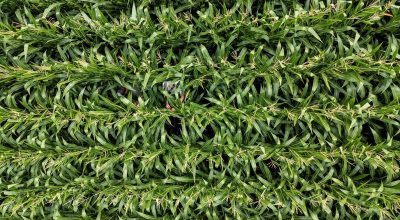 Plantação de milho fotografada com drone  • 22/08/2025REUTERS