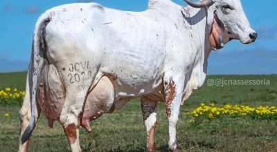 vaca-gir-leiteiro-mais-cara-do-mundo