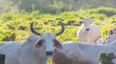 vaca-gorda-1-1