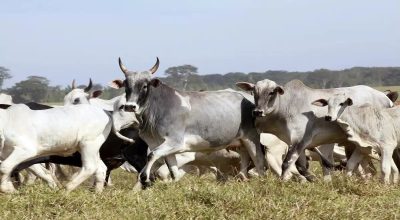vaca-gorda-2