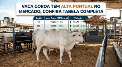vaca-gorda-4
