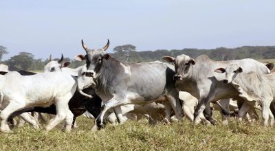 vaca-gorda-5