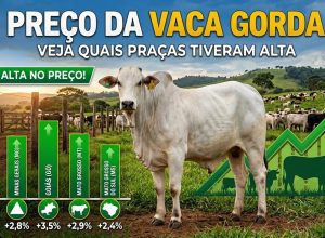 vaca-gorda