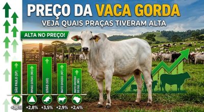 vaca-gorda