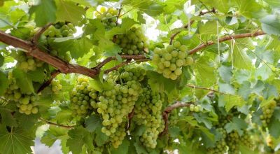 vinicolas-Goias