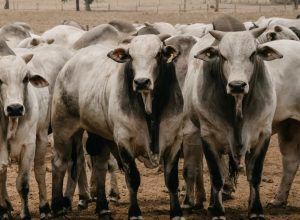 Compre Rural Notícias