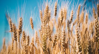 wheat-field